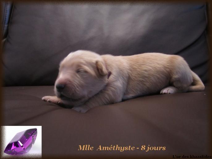 Améthyste