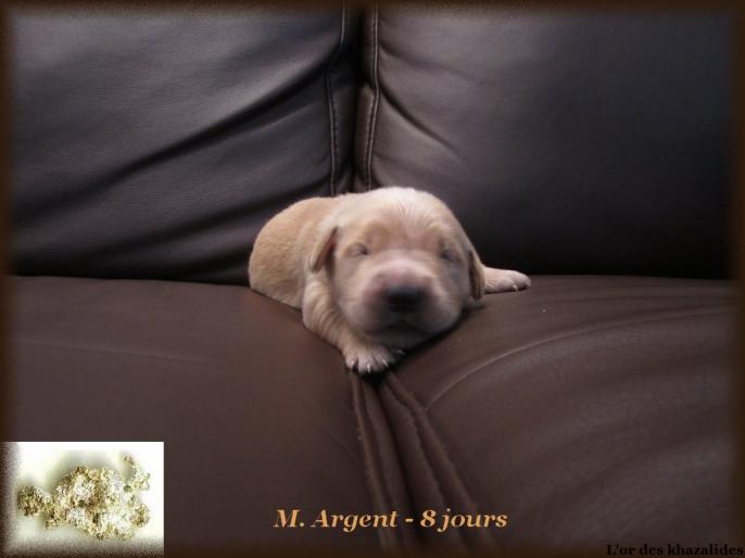 Argent