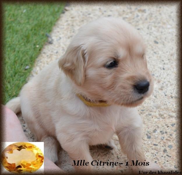 Citrine 1mois