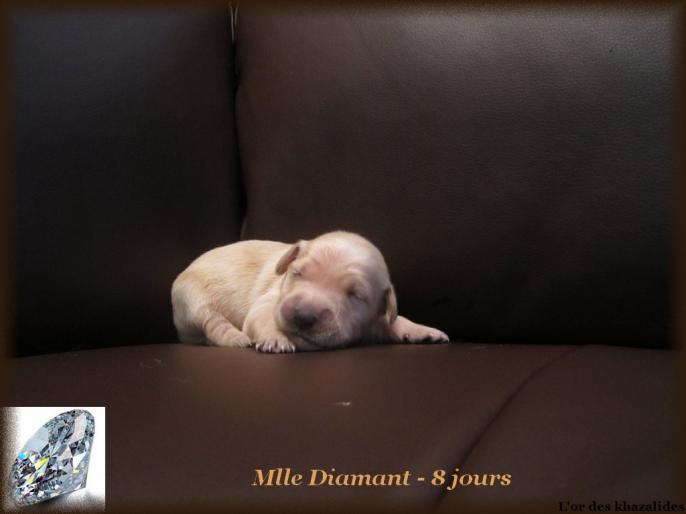 Diamant