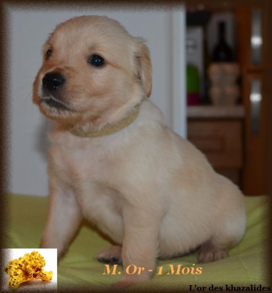 Or 1mois