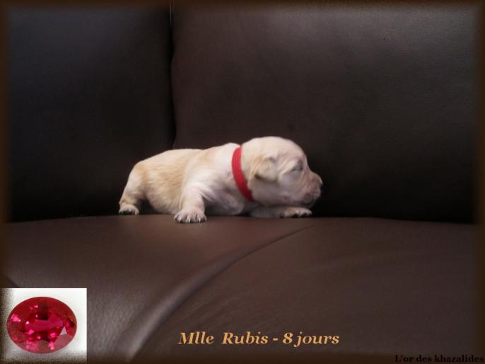 Rubis
