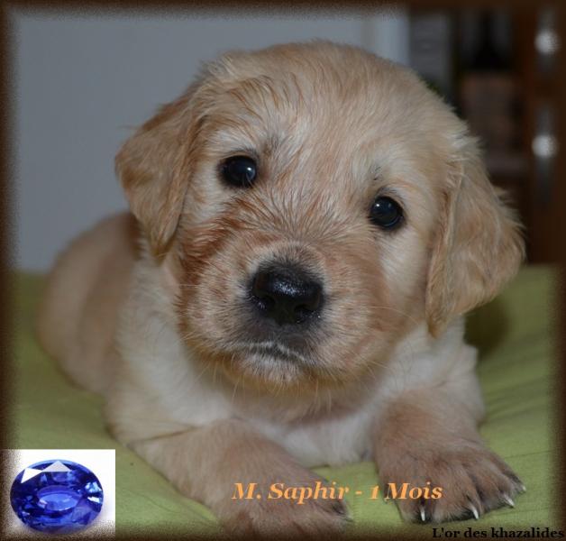 Saphir 1mois
