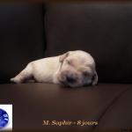 M. Saphir