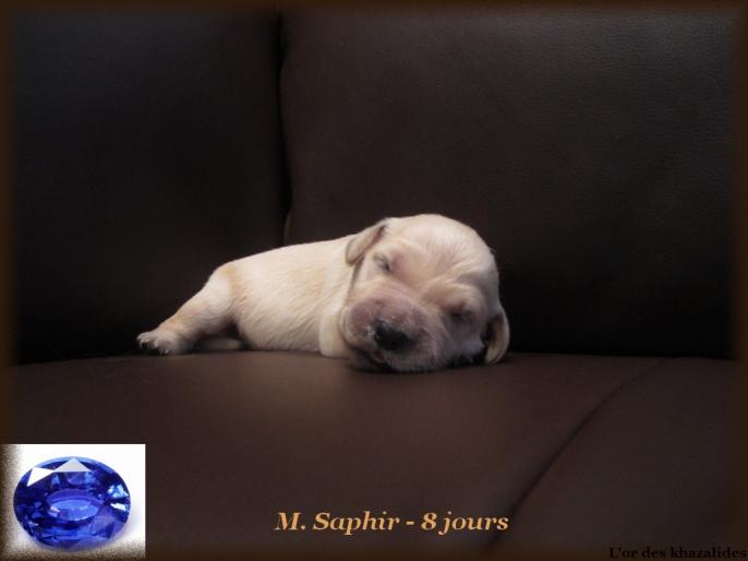 Saphir