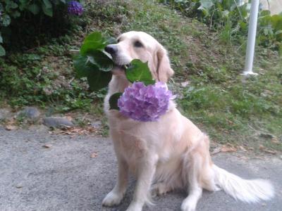 danaka-hortensia.jpg
